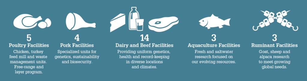 Infographic on NC food animal production. 5 Poultry Facilities: Chicken, turkey feed mill and waste management units. Free-range and layer program. 4 Pork Facilities: Specialized units for genetics, sustainability and biosecurity. 14 Dairy and Beef Facilities: Providing uniform genetics, health and record-keeping in diverse locations and climates. 3 Aquaculture Facilities: Fresh and saltwater research focused on our evolving resources. 3 Ruminant Facilities: Goat, sheep and alpaca research to meet growing global needs.
